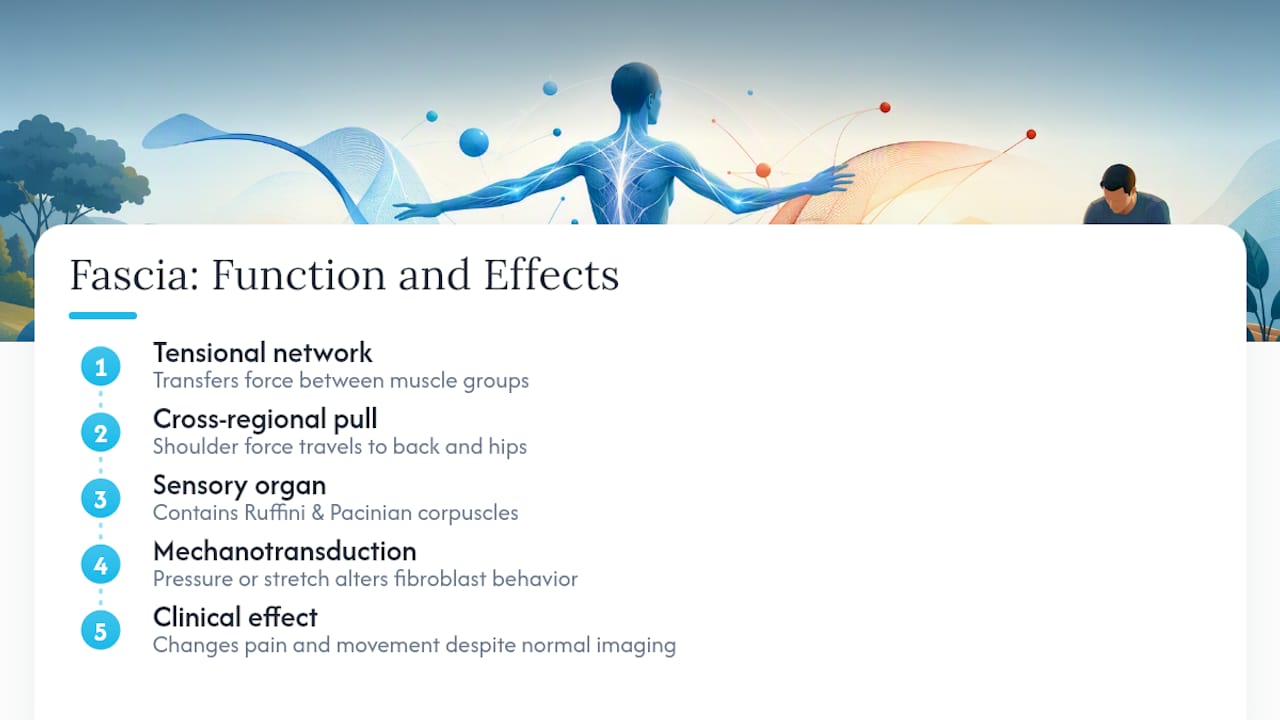 How Does Fascia Support Movement and Sensation? — overview diagram