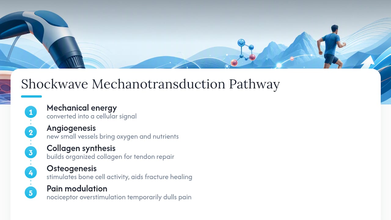 Shockwave therapy mechanisms and healing responses